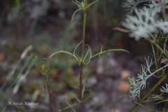 Leptorhabdos parviflora